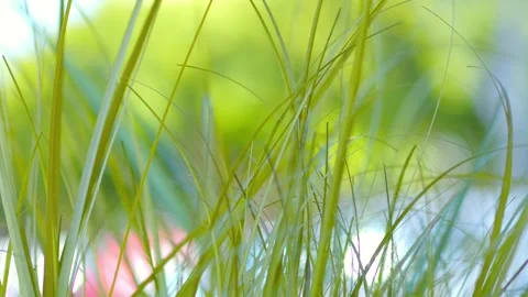 Soft blades of grass sway gently in the breeze, captured in a dreamy, blurr.. Stock Footage 292092703