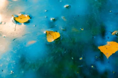 Soft blue background water surface with autumn leaves Stock Photos