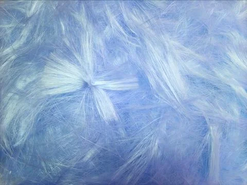 Soft blue Feather Texture Background. Gentle Fluffy Pastel Beauty Surface Stock Photos