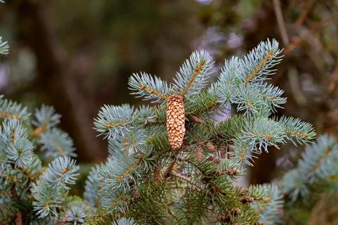 Soft blue-green needles frame a single pinecone. Firm, textured cone hangs .. Stock Photos