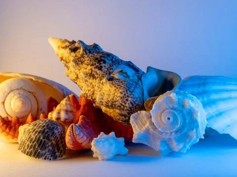 Soft blue light glows around seashells Stockfoto's