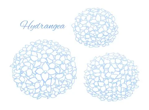 Soft blue outline hydrangea blooms, vector art Stock Illustration