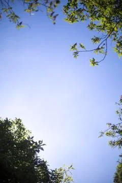Soft blue sky with trees Stock Photos