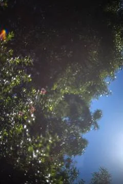 Soft blue sky with trees Stock Photos