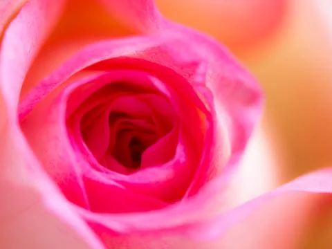 Soft blur focus of close up beautiful rose flower background. textures of pin Foto stock