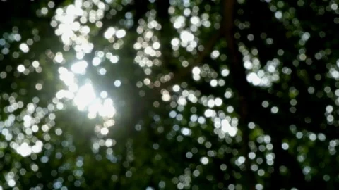 Soft blur of sunlight between leaves Stock Footage 273151879
