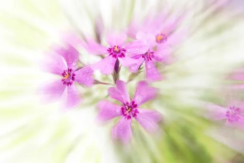Soft Blurred abstract floral background Stock Photos