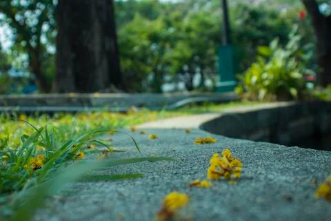 The soft blurred and soft focus of Golden shower, Cassia fistula, Fabaceae, y Stock Photos