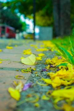 The soft blurred and soft focus of Golden shower, Cassia fistula, Fabaceae, y Stock Photos