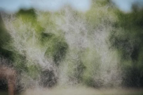 Soft, blurred background of floating pollen particles in a natural outdoor .. Stock Photos