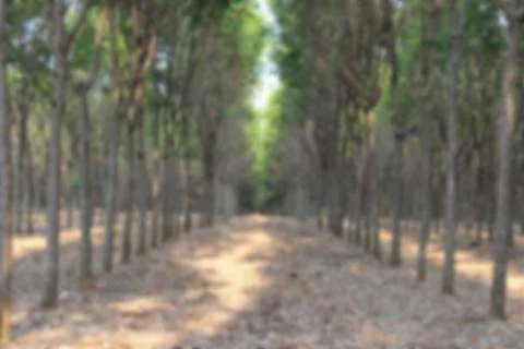 Soft Blurred Background of a Rubber Tree Plantation or Managed Forest Fotos de archivo