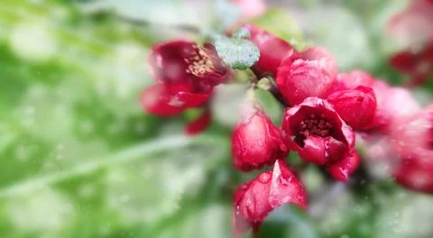 Soft blurred flower background with Red Wild Flowers with Copy Space Foto stock