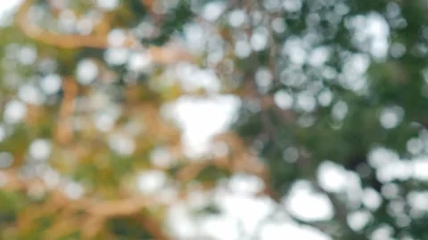 Soft Blurred Forest Background with Bokeh Effect Stock Footage 327107277