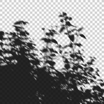 Soft blurred shadow overlay of a flowering bush for minimalist aesthetic br.. Stock Illustration