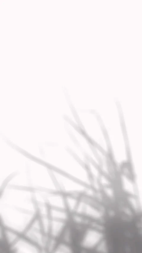 Soft blurred shadow of swaying wild grass leaves reflecting on white backgrou Stock Footage 346907392