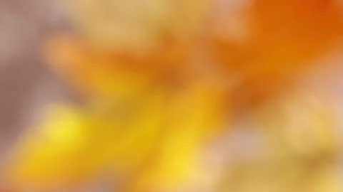 Soft blurred yellow maple leaves moving with wall shadows for autumn backgr.. Stock Footage 345089939