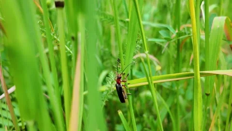 Soft-bodied Beetle’s Ascent – A Delicate Climb Through the Grass Stock Footage 310450168