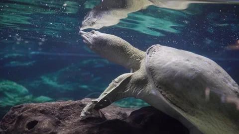 Soft-bodied Far Eastern Turtle in the Aquarium. Stock Footage 246532812