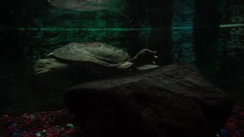 Soft-bodied turtle (Trionychoidea) Видео 160040201