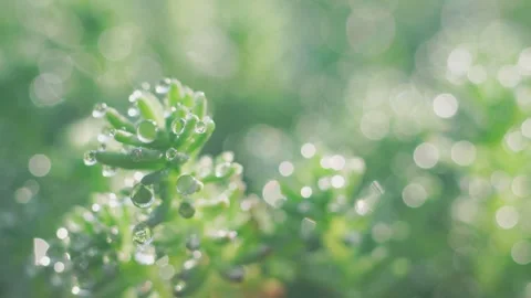 Soft Bokeh Light and Water Droplets Shimmering in Early Spring Sunshine Video stock 341872944