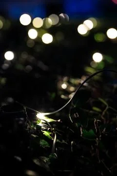 Soft Bokeh Lights Over Dark Leaves at Night Fotos Stock