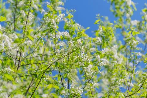 Soft bokeh rendering of blossom branches, foreground focus on single sprays.. Stock Photos