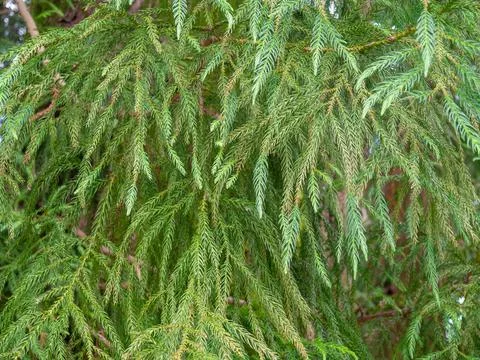 Soft branches of a coniferous tree. Thorns background. Natural pattern. Stock Photos