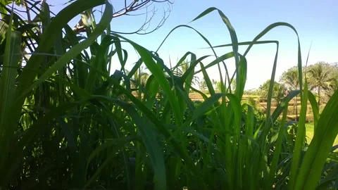 Soft breeze Stock Footage 238426248