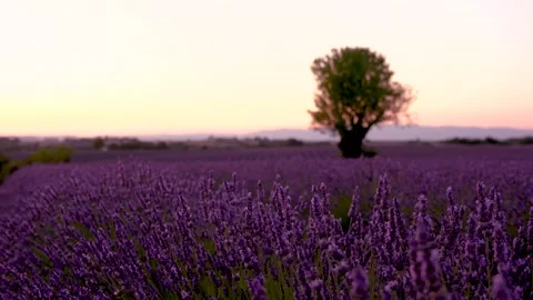 Soft Breeze Lavender Fields in Provence France at Sunset. Tree in Shallow D.. Stock Footage 312558390