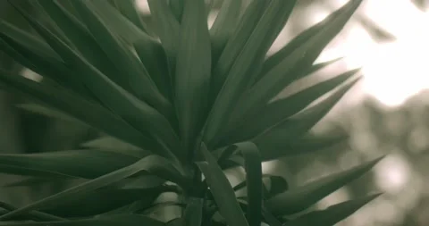 Soft Breeze Leaf Moves Gently , Bokeh , Shallow Depth of Field , Stock Footage 144389568