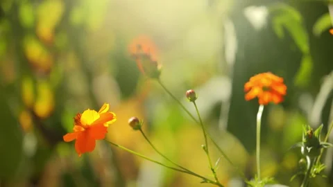 Soft breeze moves orange flowers of Tithonia plant in beautiful green garden Stock Footage 280013380
