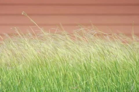 Soft breeze Stock Photos