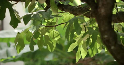 SOFT BREEZE THROUGH LEAVES ON TREE - SUMMER SPRING BRITISH GARDEN Stock Footage 141073401