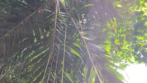 Soft bright sunlight leaking through the leaves. Stock Footage 339536957