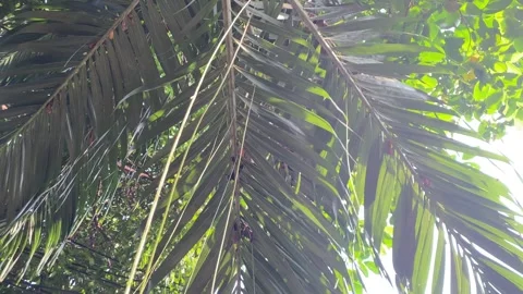 Soft bright sunlight leaking through the leaves. Stock Footage 339537227