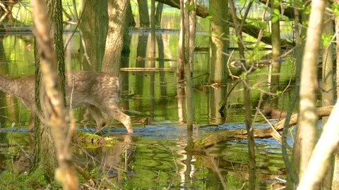 Soft brown coat oh so bright, reflects in the water, bathed in light Video stock 289994534