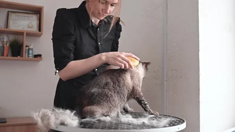 Soft brush gliding through cat luxurious fur, combing away knots, maintaining Stock Footage 305546758