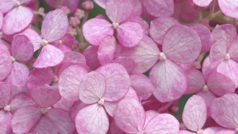 Soft burgundy hydrangea blossom background. macro footage Stock Footage 245558917