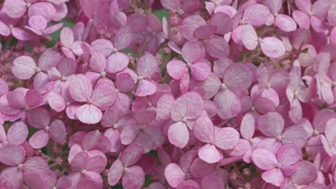 Soft burgundy  hydrangea blossom background. macro footage Stockbeeldmateriaal 245567383