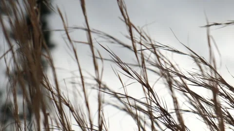 Soft camera movement through tall grass in gentle wind, backlit Video stock 325217476