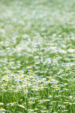 Soft Chamomile Flower Meadow in Spring Fotos Stock
