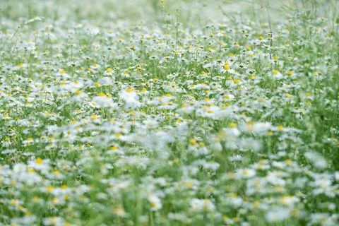 Soft Chamomile Flower Meadow in Spring Fotos Stock