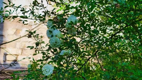 The Soft Charm of White Roses in Your Garden Stock-Footage 292207725