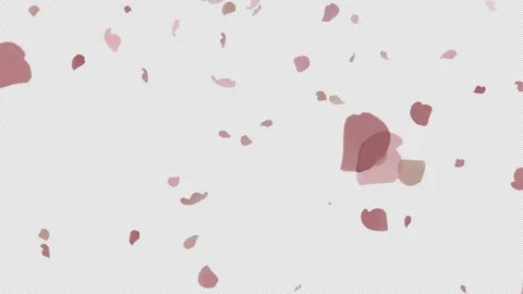 Soft Cherry Blossom Petals Falling with Alpha Channel Transparent Overlay Stock Footage 331608365