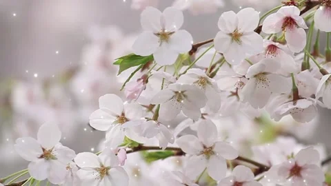 Soft Cherry Blossoms Blooming on Tree Branches with Falling Petals in a Gentle Stock Footage 338441551