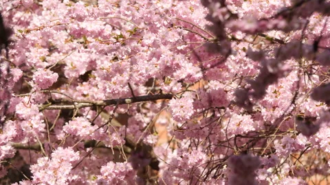 Soft Cherry Flower Blossom in The Wind With Blurred Flowers in Foreground Stock Footage 194027174