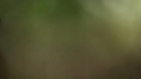 Soft Circular Green Bokeh Abstract Background with Natural Blur Stock-Footage 325476580