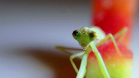 A soft close-up shot of a Vietnamese praying mantis hanging from a stalk of Stock Footage 155707339