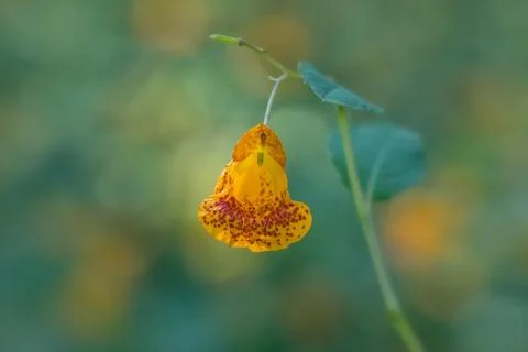 Soft close up of Touch-me-not flower with nice green and yellow bokeh behind Stock Photos