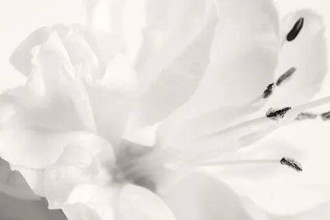 Soft Cloud Dancer floral macro background, gentle white petals, elegant high-key Stock Photos